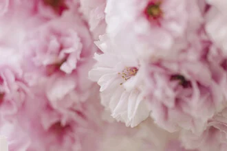 Close-up of Cherry Blossoms, Germany – wall art by Nadja Jacke as Poster or Acrylic Glass Print