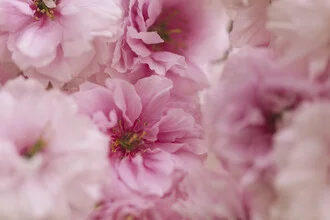 Detailed View of Double Cherry Blossoms, Germany – wall art by Nadja Jacke as Poster or Acrylic Glass Print