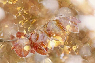 Copper Beech Foliage in Gentle Double Exposure, Germany – wall art by Nadja Jacke as Poster or Acrylic Glass Print