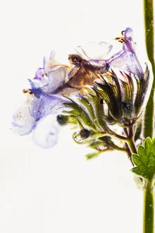 Blüten der Katzenminze in Eis, Deutschland – Fotokunst von Marc Heiligenstein als Poster oder Acrylglasbild