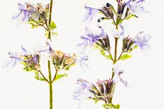 2 shoots of catnip in ice, Germany – wall art by Marc Heiligenstein as Poster or Acrylic Glass Print