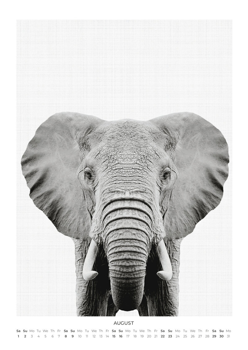 Tierportraits Kalender 2026