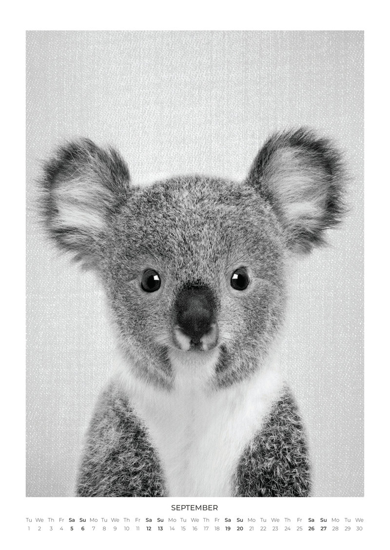 Baby Animal Portraits Kalender 2026