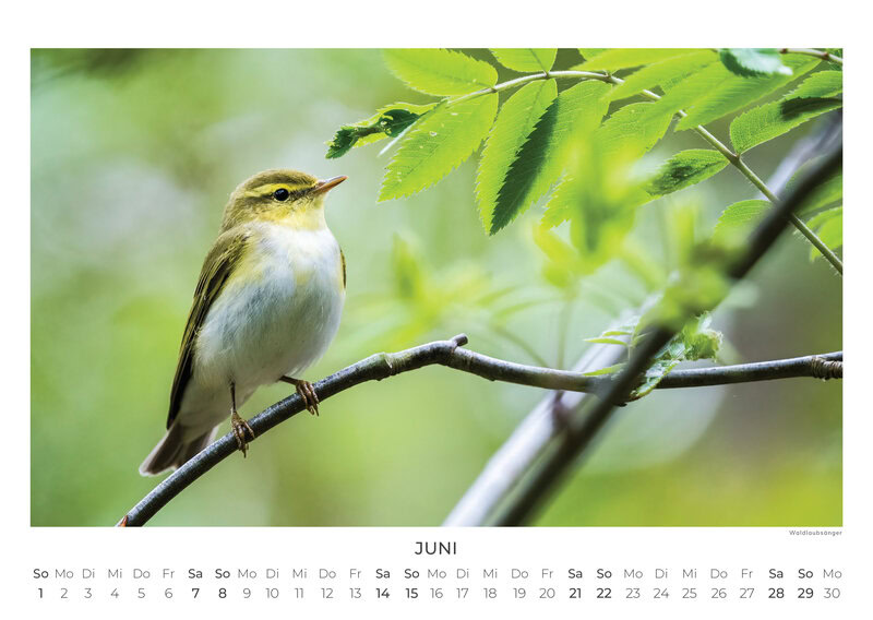 Deutschlands Wilde Wälder Calendar 2026