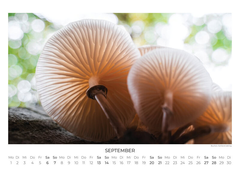 Deutschlands Wilde Wälder Calendar 2026