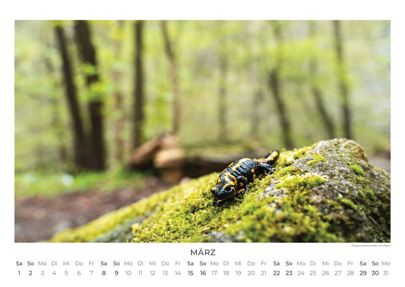 Deutschlands Wilde Wälder Calendar 2026