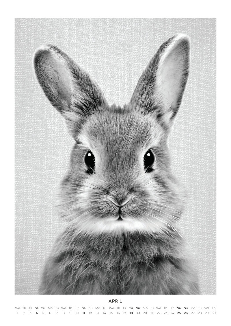 Baby Animal Portraits Kalender 2026