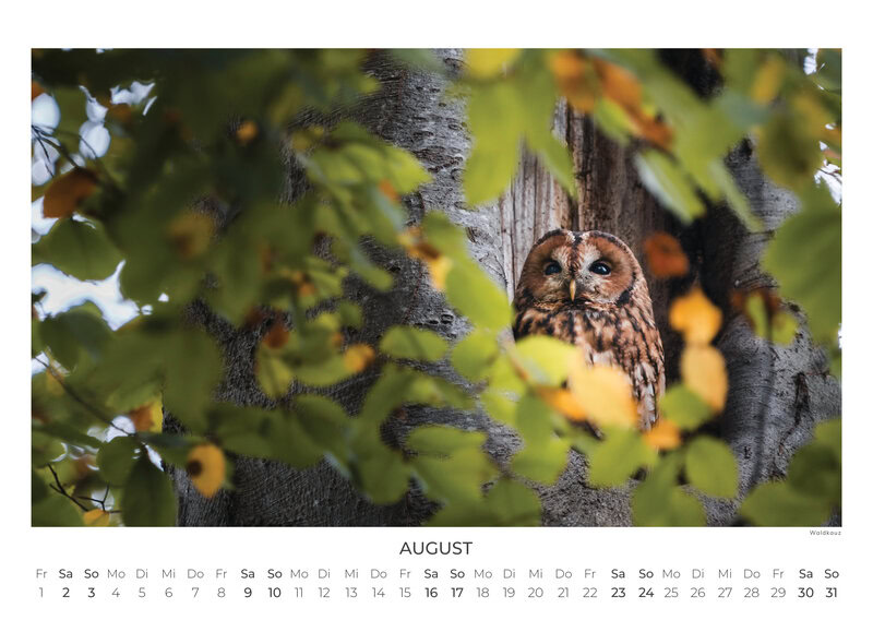 Deutschlands Wilde Wälder Calendar 2026
