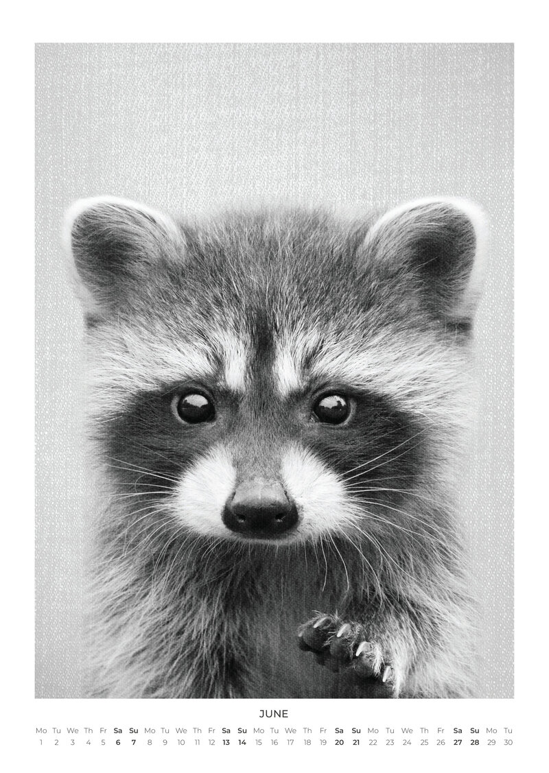 Baby Animal Portraits Kalender 2026