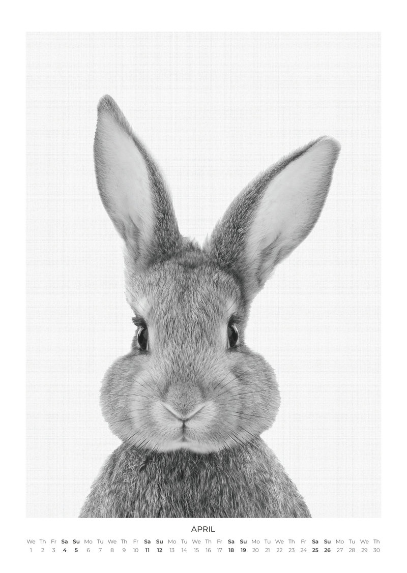 Tierportraits Kalender 2026