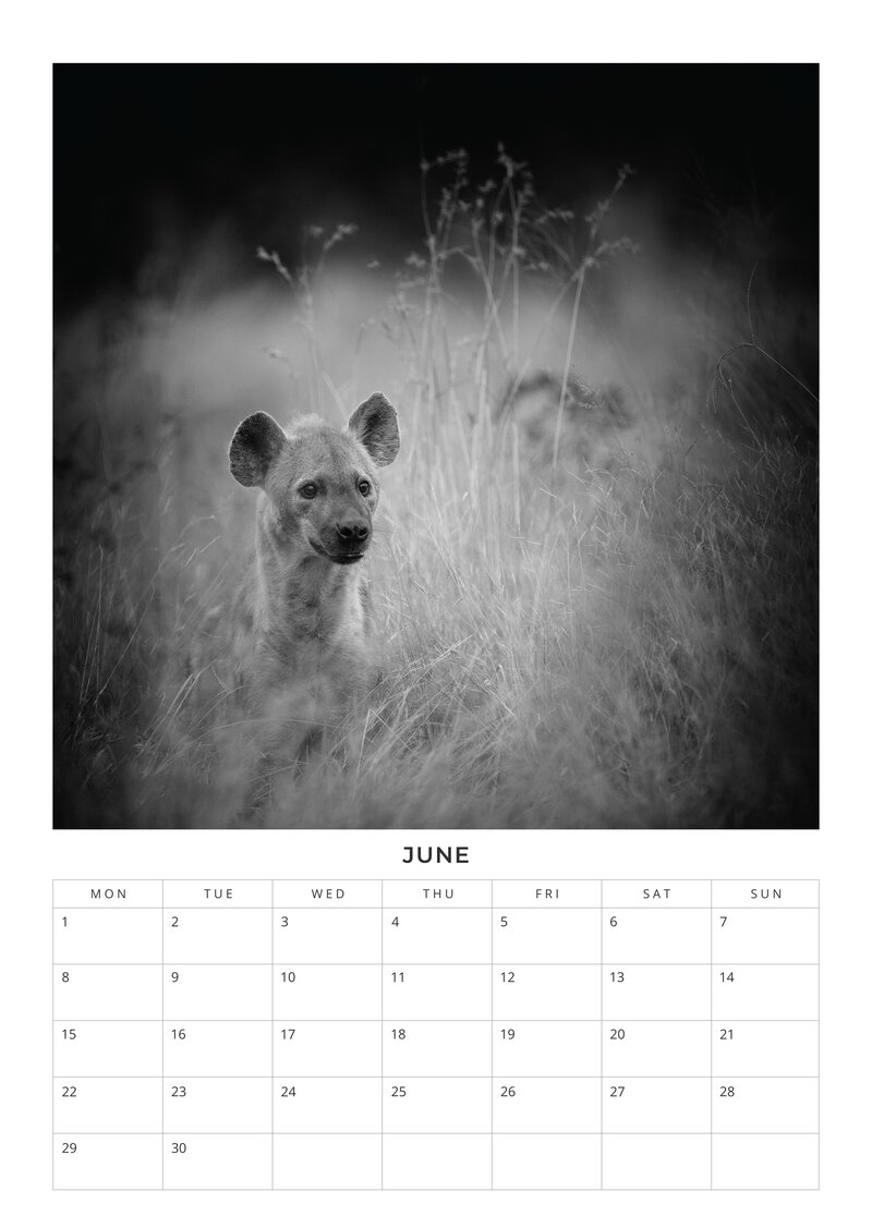 2026 African Wildlife Calendar