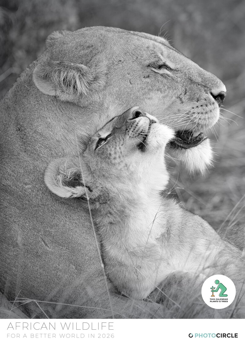 2026 African Wildlife Calendar