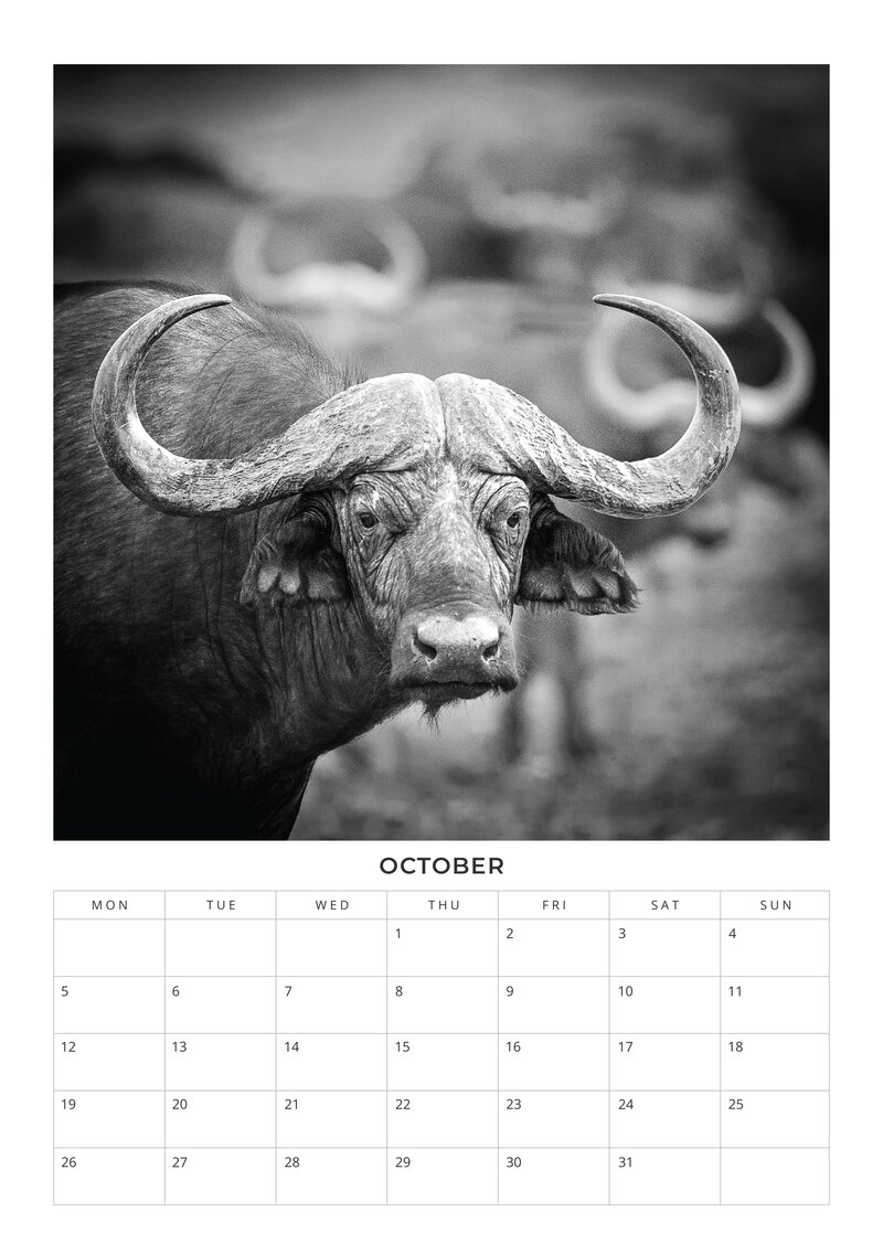 2026 African Wildlife Calendar