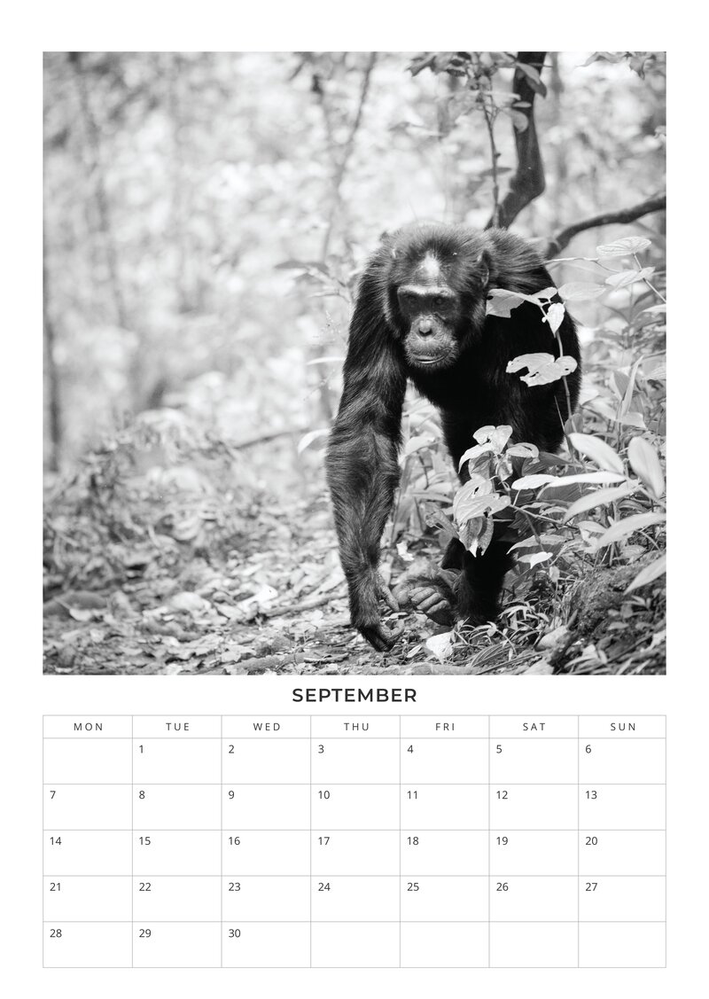 2026 African Wildlife Calendar