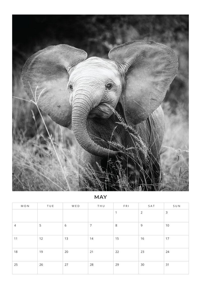 2026 African Wildlife Calendar