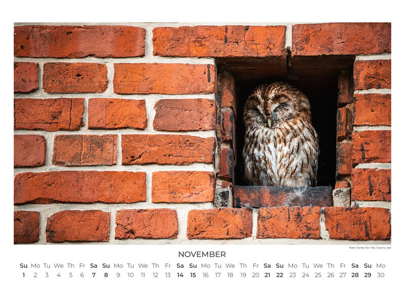 Eulen Kalender 2026 – Silent Wings: Die Eulen Europas von Anskar Lenzen