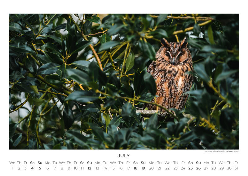Eulen Kalender 2026 – Silent Wings: Die Eulen Europas von Anskar Lenzen