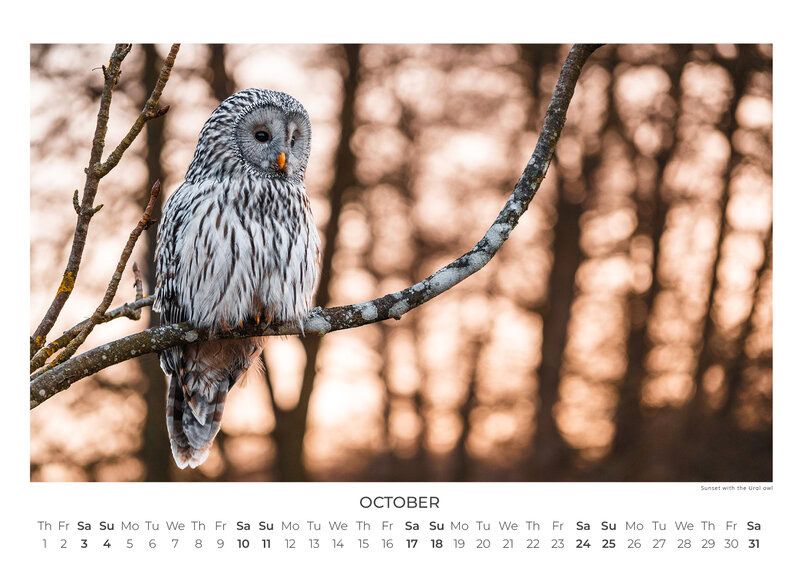 Eulen Kalender 2026 – Silent Wings: Die Eulen Europas von Anskar Lenzen