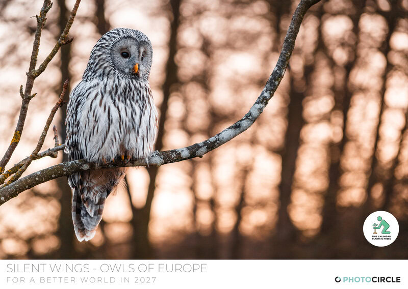 Eulen Kalender 2027 – Silent Wings: Die Eulen Europas von Anskar Lenzen