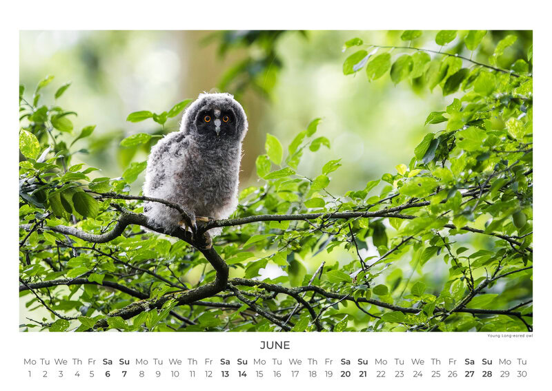 Eulen Kalender 2026 – Silent Wings: Die Eulen Europas von Anskar Lenzen