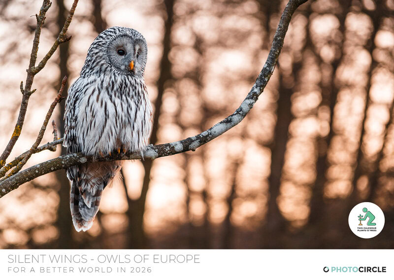 Eulen Kalender 2026 – Silent Wings: Die Eulen Europas von Anskar Lenzen