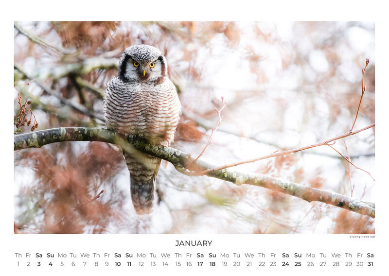 Eulen Kalender 2026 – Silent Wings: Die Eulen Europas von Anskar Lenzen