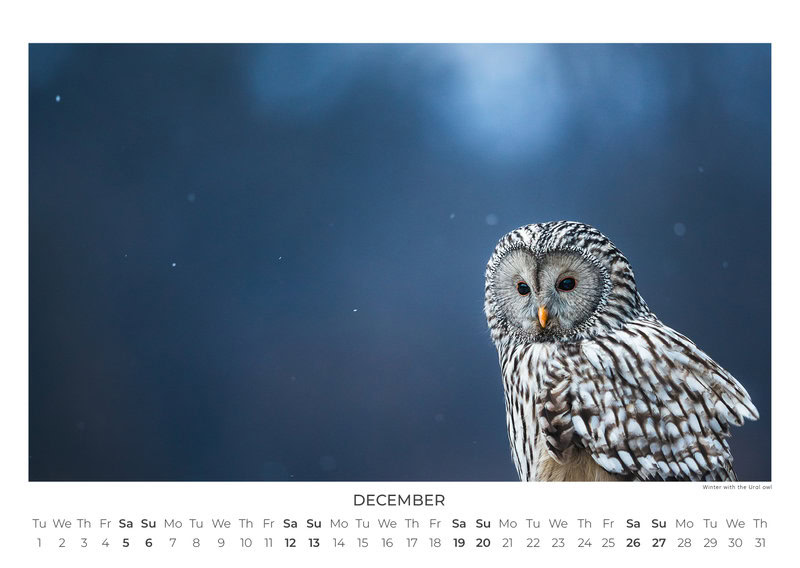 Eulen Kalender 2026 – Silent Wings: Die Eulen Europas von Anskar Lenzen