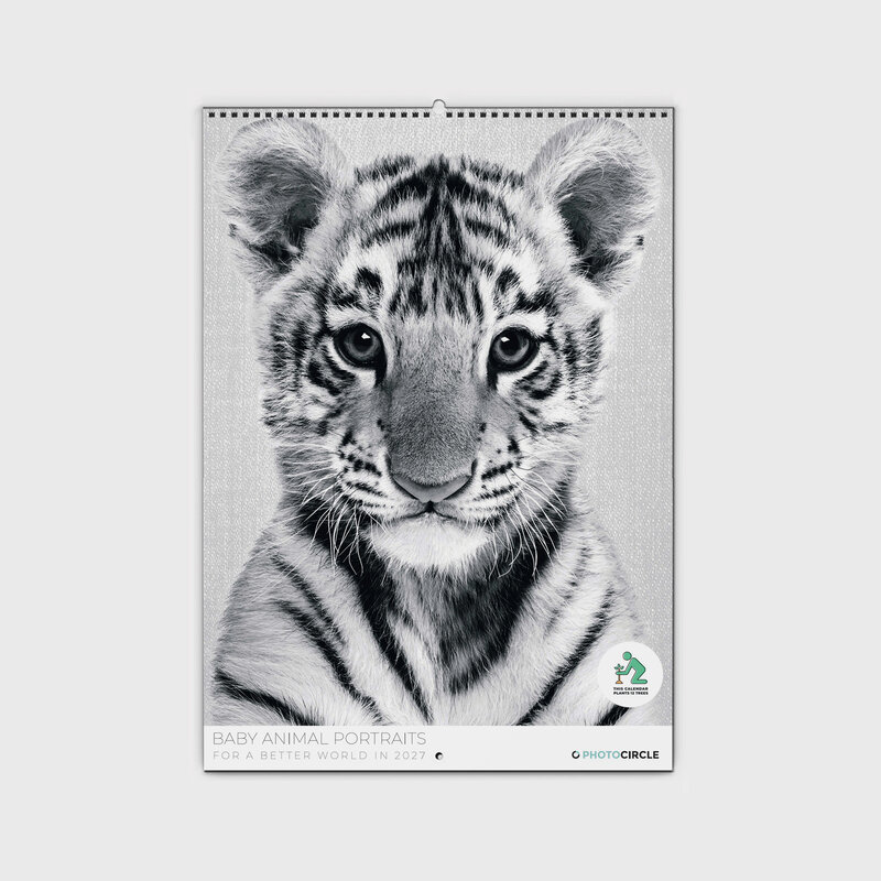 Baby Animal Portraits Klappkalender & Terminplaner 2027