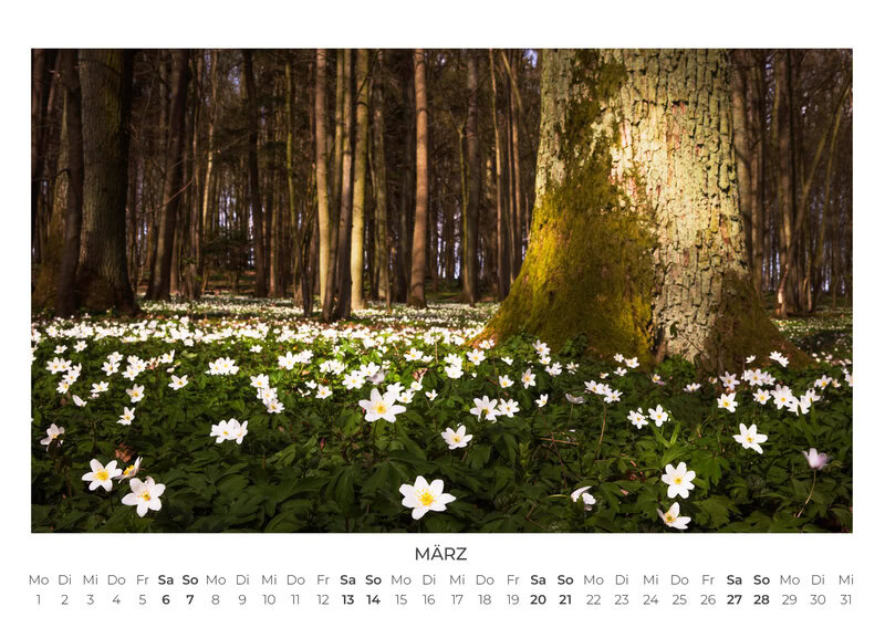 Die Sprache der Bäume Kalender 2027