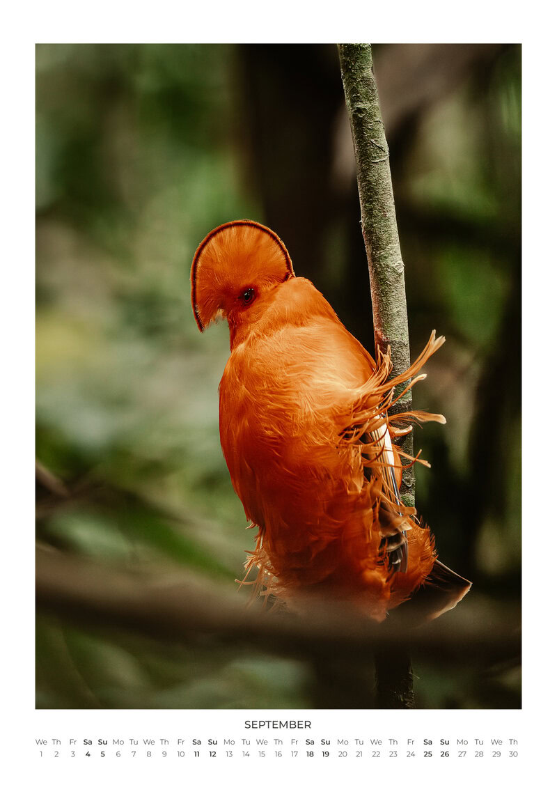 A Year Closer to the Wild Calendar by Maya Santoro