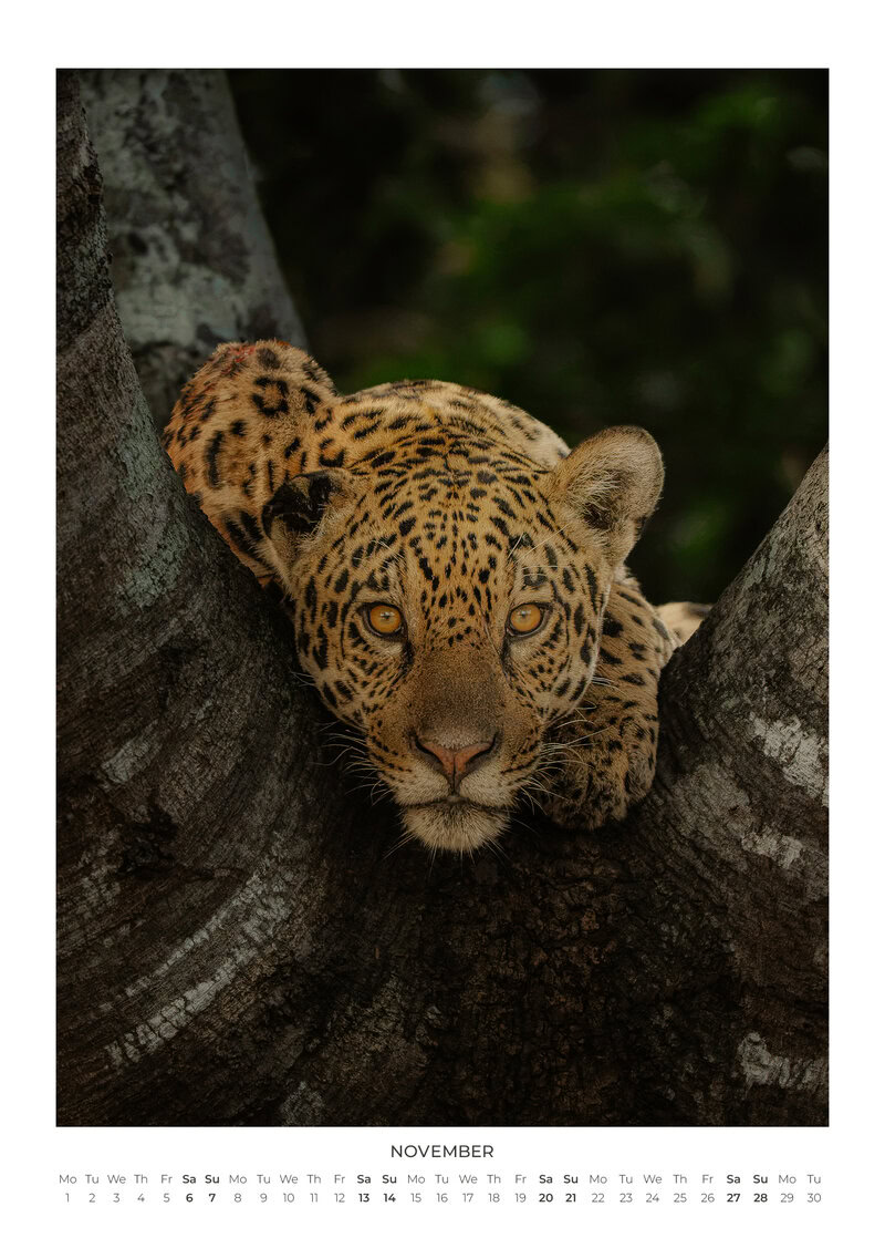 A Year Closer to the Wild Calendar by Maya Santoro