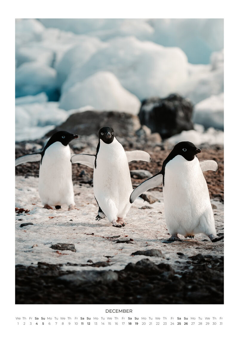 A Year Closer to the Wild Calendar by Maya Santoro