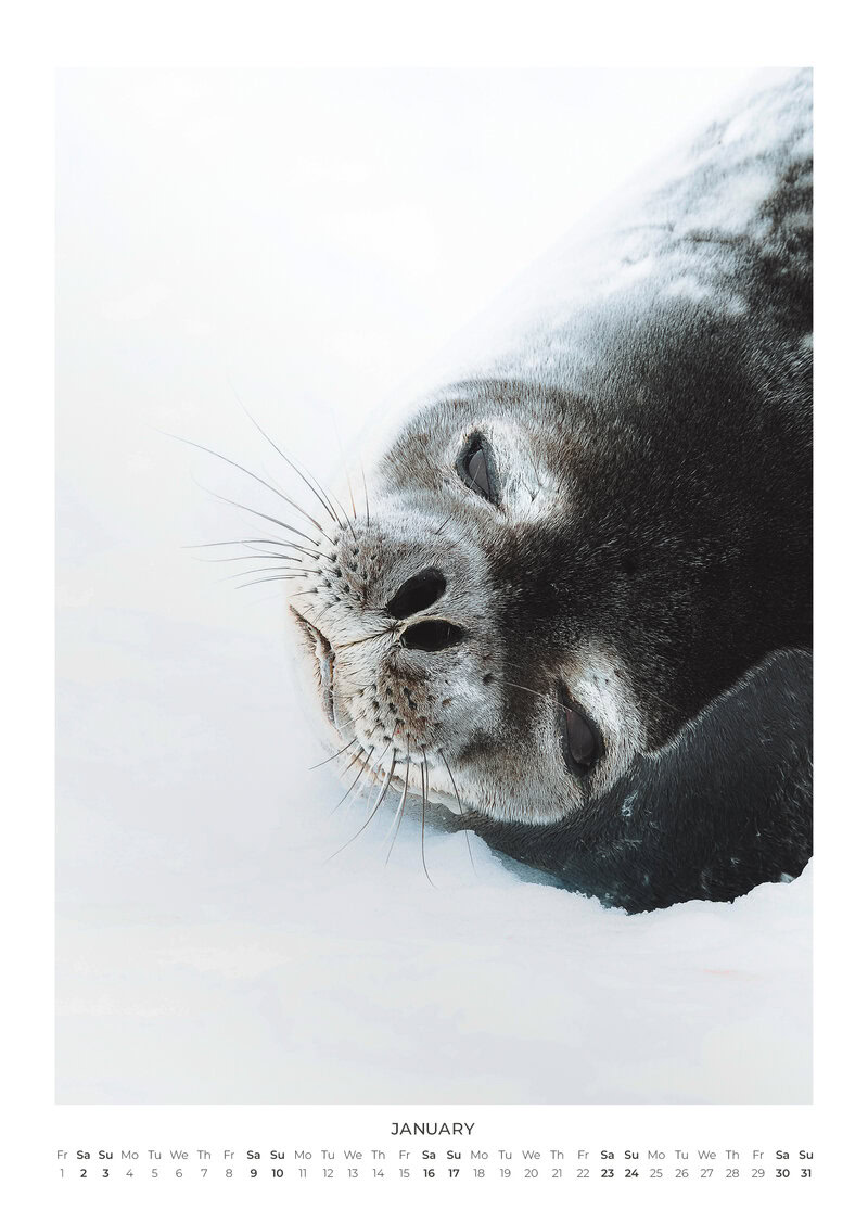 A Year Closer to the Wild Calendar by Maya Santoro