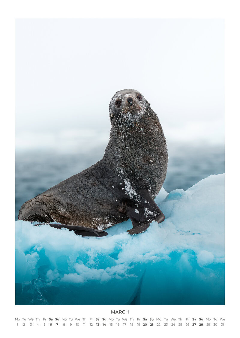 A Year Closer to the Wild Calendar by Maya Santoro