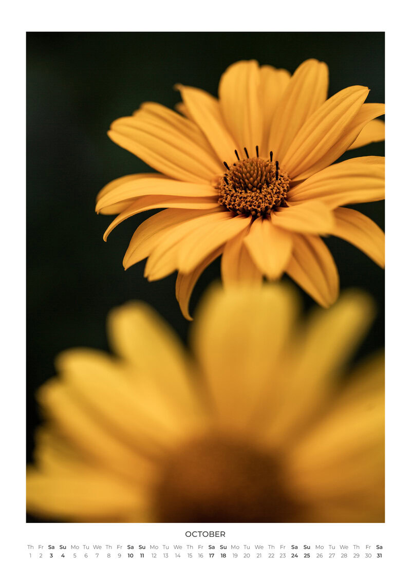 Blumen Kalender 2026 - In Bloom von Mareike Böhmer
