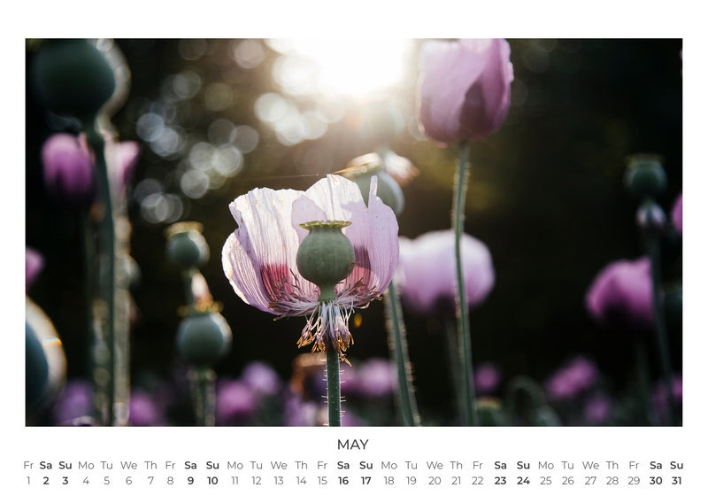 2026 Wildflower Dreams Calendar