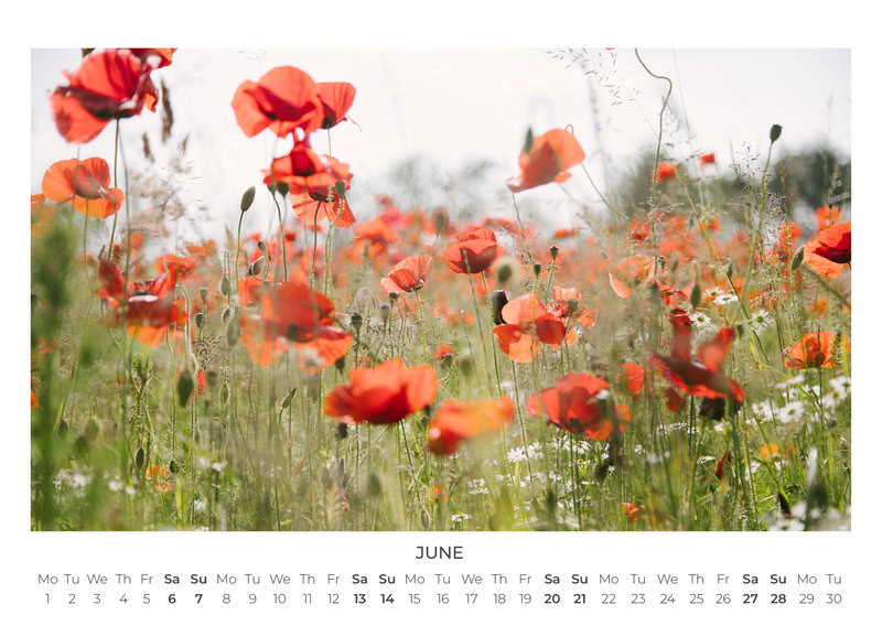 2026 Wildflower Dreams Calendar