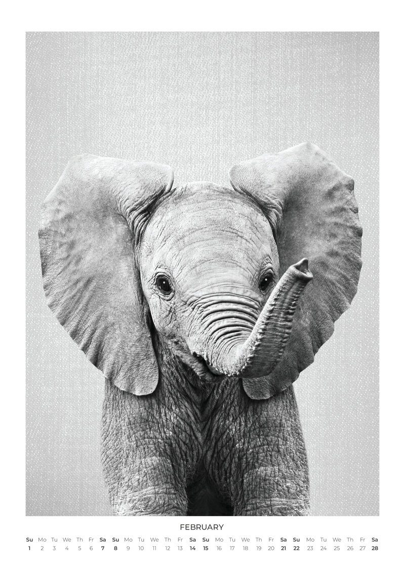 Baby Animal Portraits Kalender 2026