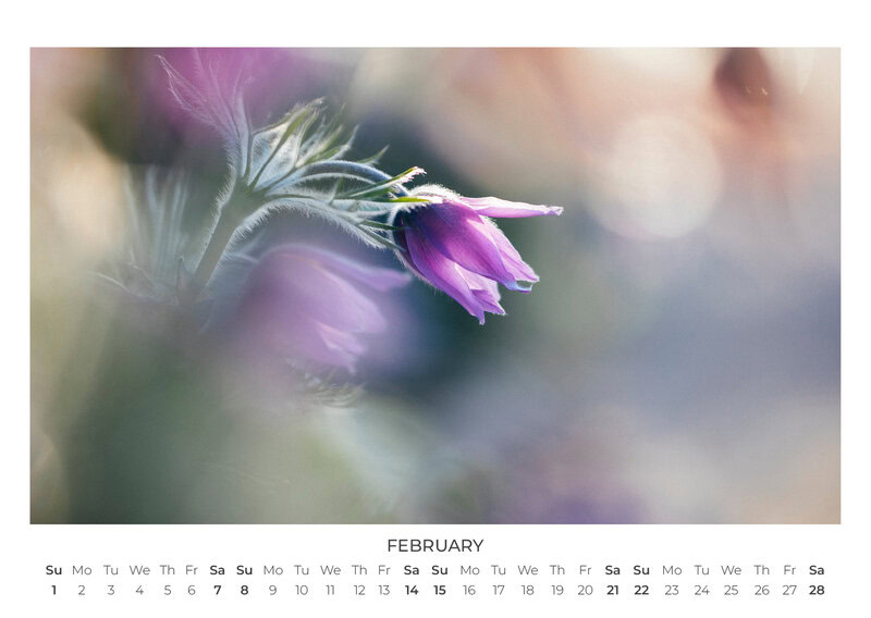 2026 Wildflower Dreams Calendar