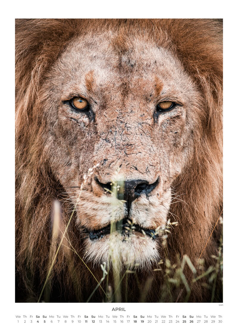 2026 South Africa's Wild Life Calendar