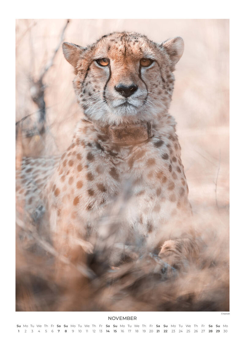 2026 South Africa's Wild Life Calendar