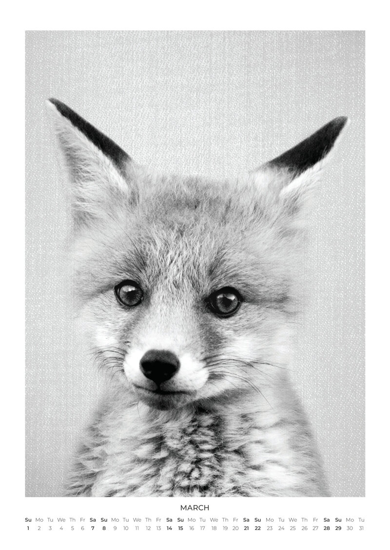 Baby Animal Portraits Kalender 2026