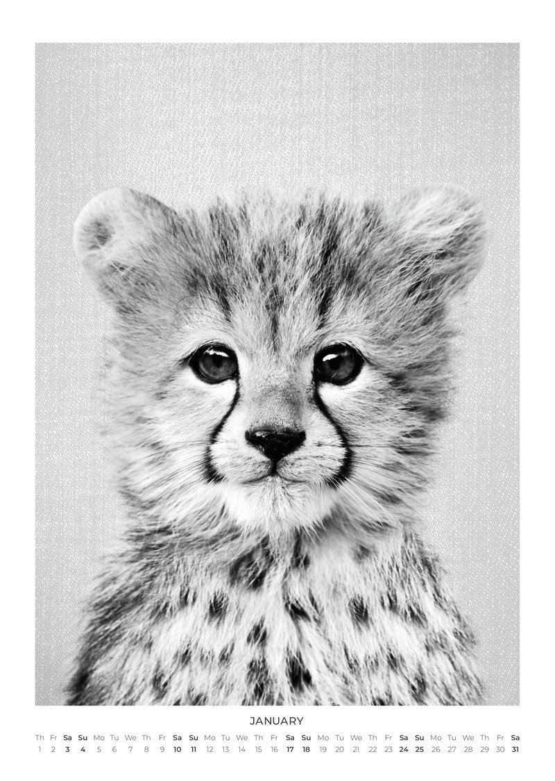 Baby Animal Portraits Kalender 2026