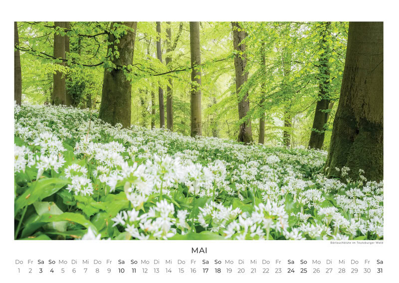 Deutschlands Wilde Wälder Calendar 2026