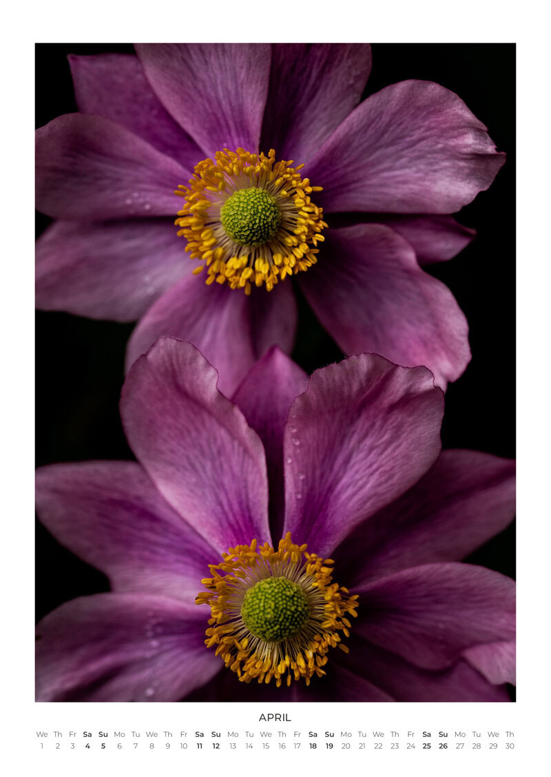 Blumen Kalender 2026 - In Bloom von Mareike Böhmer