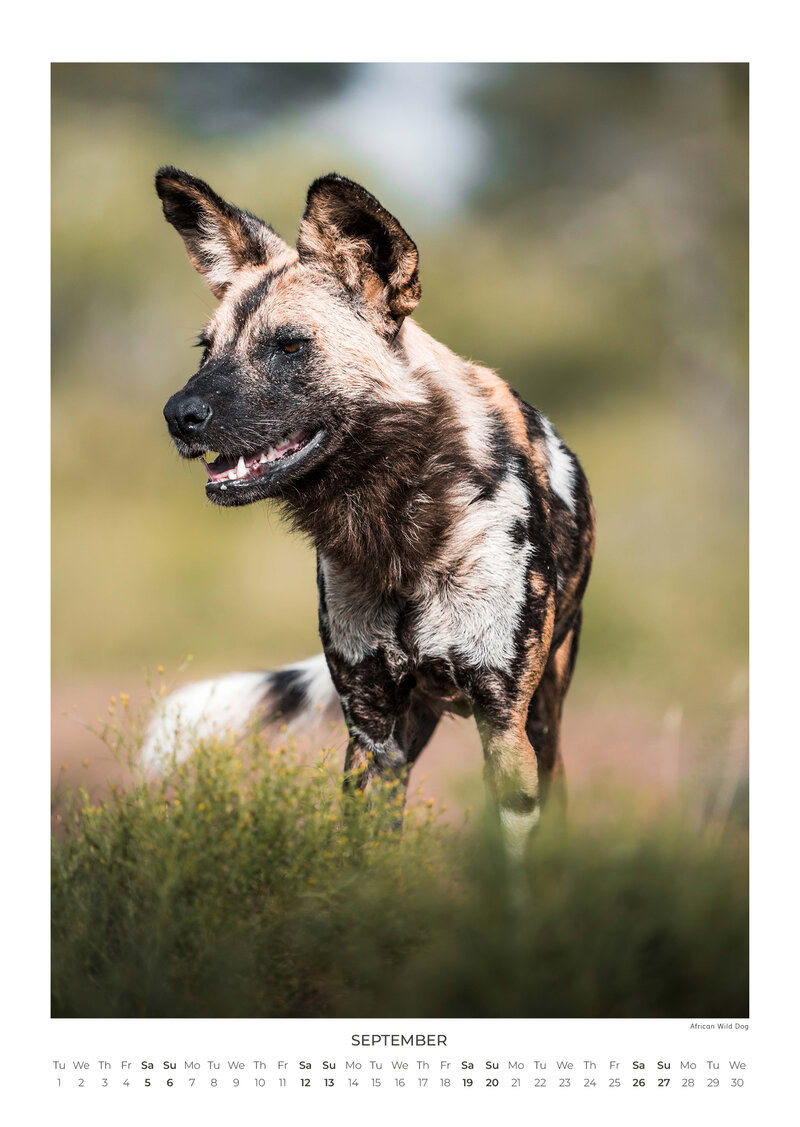 2026 South Africa's Wild Life Calendar