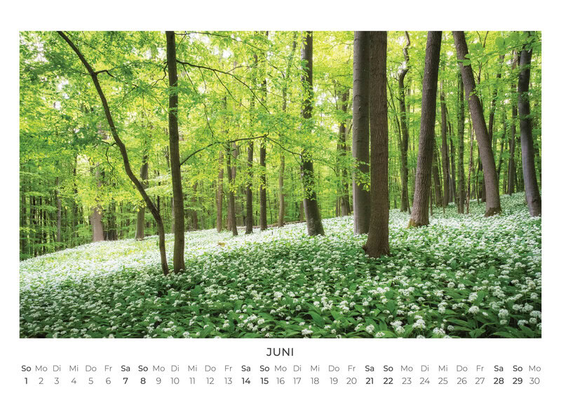 2026 Forest and Trees Calendar