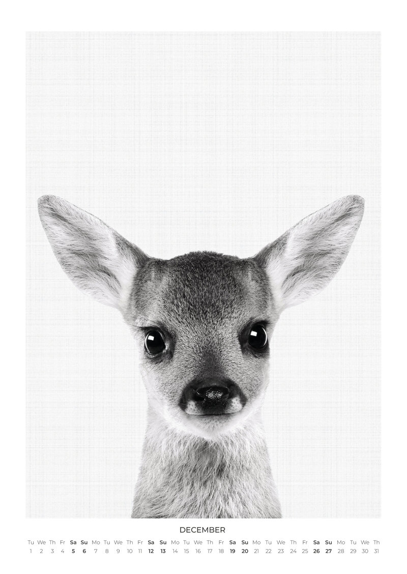 Tierportraits Kalender 2026