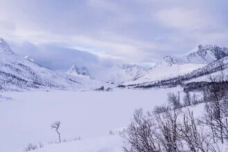 Árbol solitario en un lago congelado - Isla de Senja, Noruega - Arte mural de Eva Stadler como póster o impresión sobre vidrio acrílico