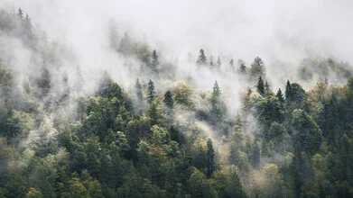 Atmender Wald #1 - photo de Tillmann Konrad